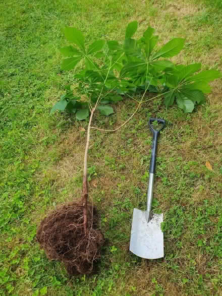 Photo of free Horse chestnut/conker tree (Clewer Green SL4) #2