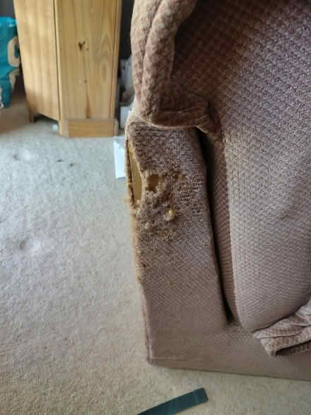 Photo of free Chair / Bed (BD8 Fairweather green) #2