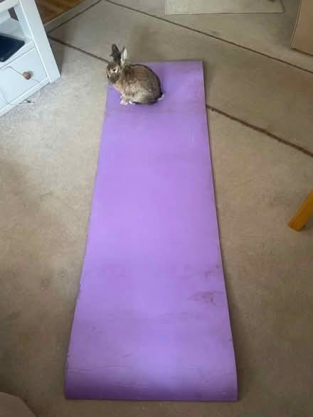 Photo of free foam mat (Hersham KT12) #1