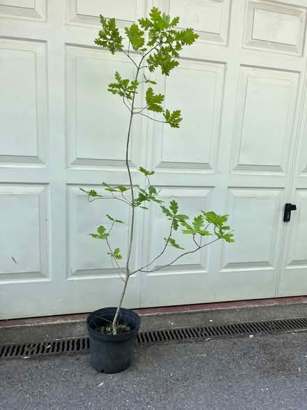 Photo of free 6ft Oak Tree Sapling in pot (BR6) #1