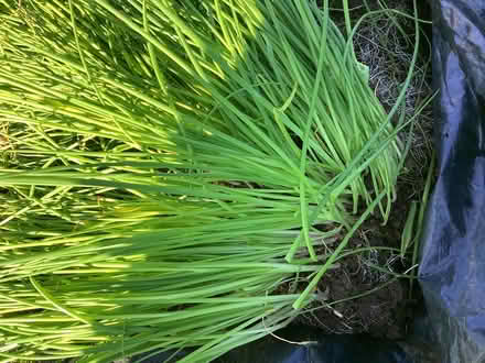 Photo of free Dozens of Chive Plants (Stainton CA11) #4