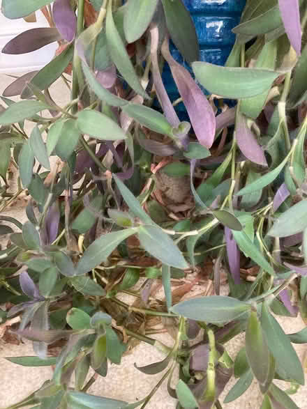 Photo of free Pothos and Purple Hearts Cuttings (Near Eubank Costco) #1