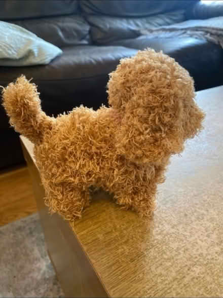 Photo of free Sounds & movement Toy Puppy (Cheshunt En8) #2