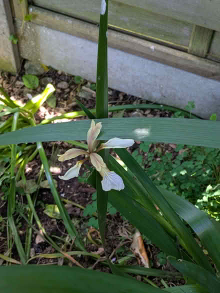 Photo of free Iris Foetidissima plants (The Plantation GL5) #2