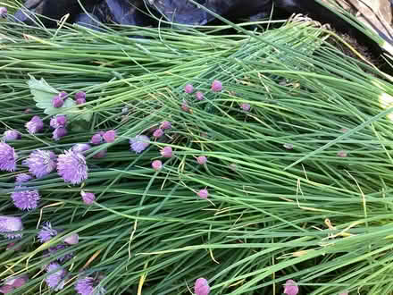 Photo of free Dozens of Chive Plants (Stainton CA11) #2