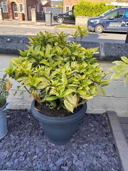 Photo of free Aucuba #2 (CH62 bromborough) #1
