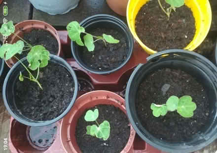 Photo of free Nasturtiums seedlings (Dublin central) #2
