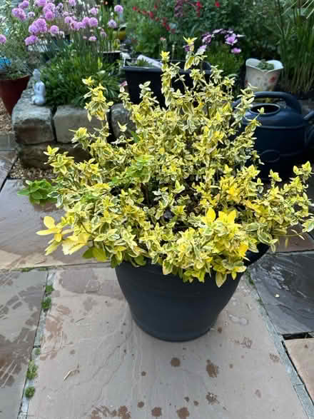 Photo of free Euonymus (CH62 bromborough) #1