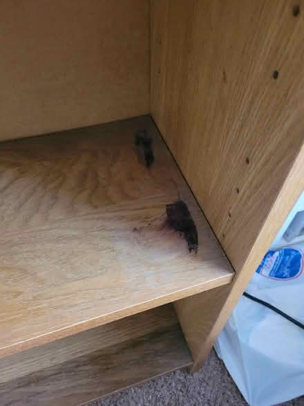 Photo of free Ikea book shelf (Shenley Fields B29) #2