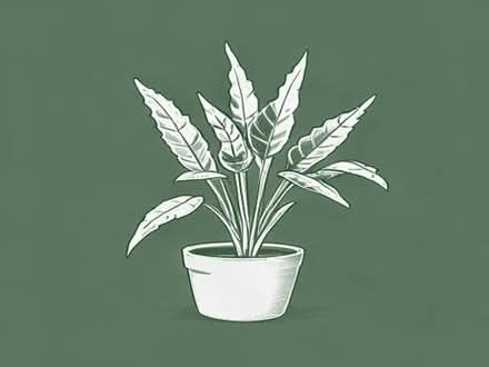 Photo of free Spider plants (Halstead CO9) #1