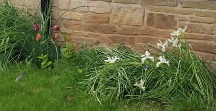 Photo of free White Iris and pink/orange tulips (Boston Spa LS23) #1