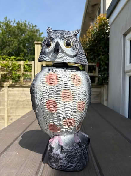 Photo of free Owl Bird scarer (Hatt) #1