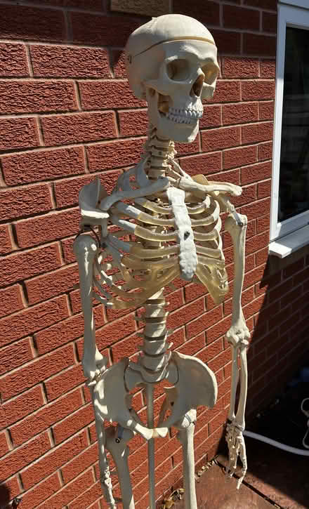 Photo of free Life Size Skeleton Model (BS10) #2