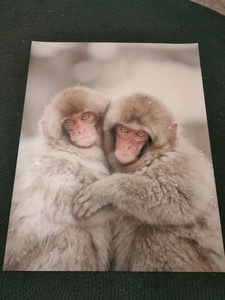 Photo of free Large Stunning Photo of Japanese Macaque monkeys hugging (Dyke Road area BN1) #1