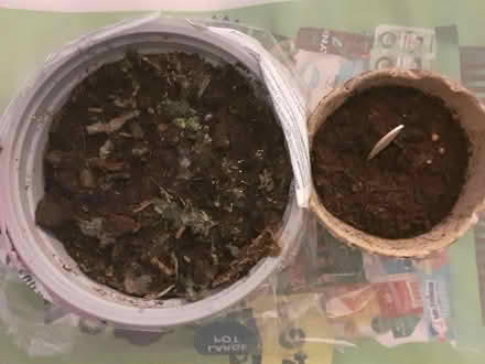 Photo of free Basil n Coriander Plants (Birmingham City Centre B4) #2