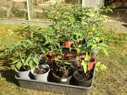 Photo of free Tomato Plants (Hitchin SG5) #1