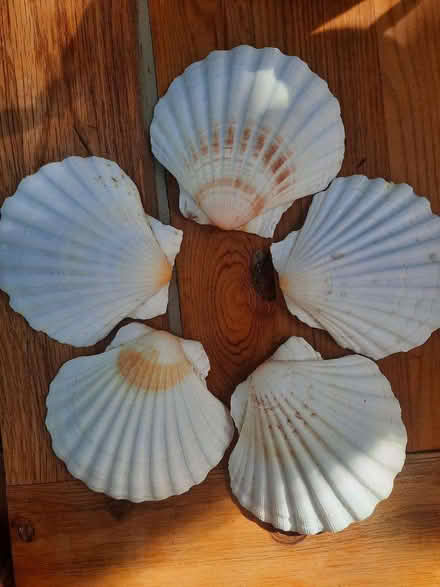 Photo of free Scallop shells for decorative reuse (indoors & outdoors) (Earls Barton NN6) #2