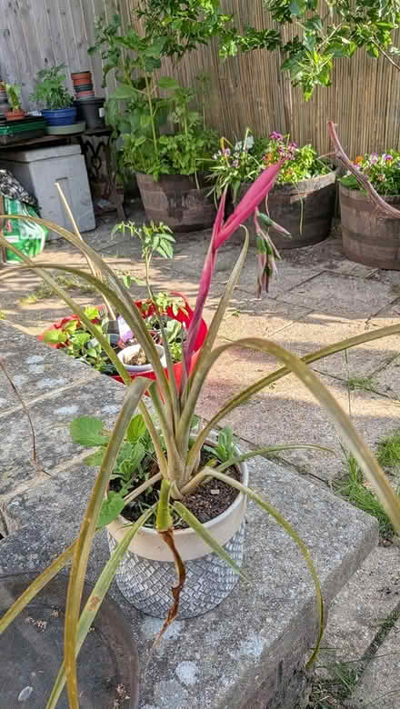 Photo of free Bilbergia (queen's tears) (Castlepoint BH8) #1
