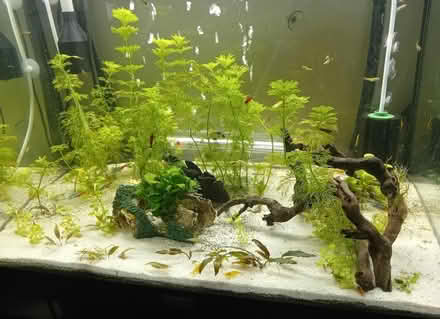 Photo of Live Tropical aquarium plants (Harlow CM20) #2