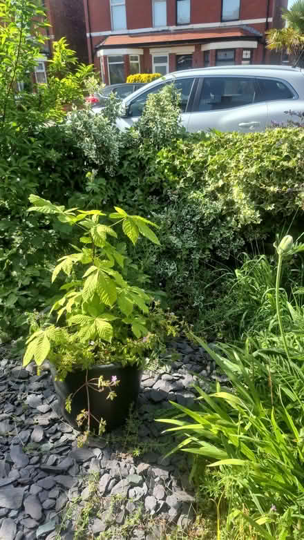 Photo of free Conker tree (horse chestnut) (Southport PR9) #1