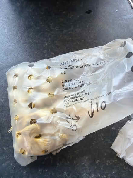 Photo of free Flower bulbs (SG4 hitchin) #3