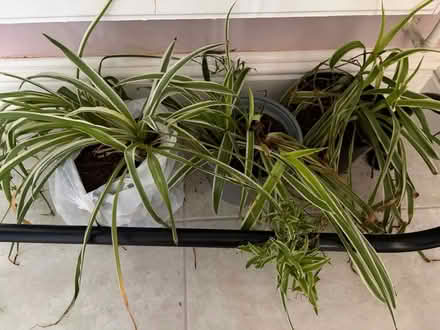 Photo of free 3 spider plants (Woolwich SE18) #1