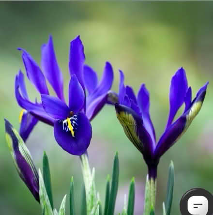 Photo of free Iris Bulbs (Law DD3) #1