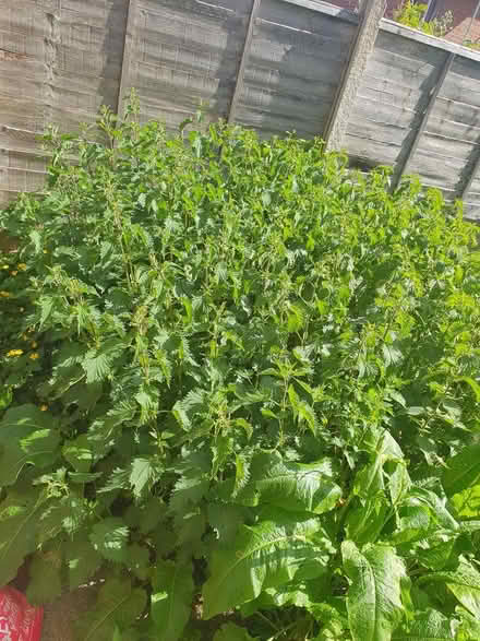 Photo of free Lots of nettles (SK8 Cheadle) #3
