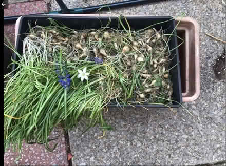 Photo of free Muscari and Star of Bethlehem bulbs (Wallasey CH44) #1