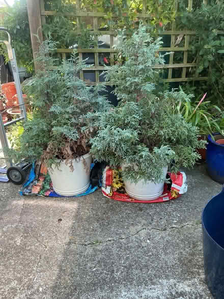 Photo of free Pair of Sarwara Cypress shrub (trees) (Sompting BN11) #1
