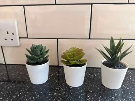 Photo of free Miniature fake succulents (Old Erleigh / Woodley RG6) #2