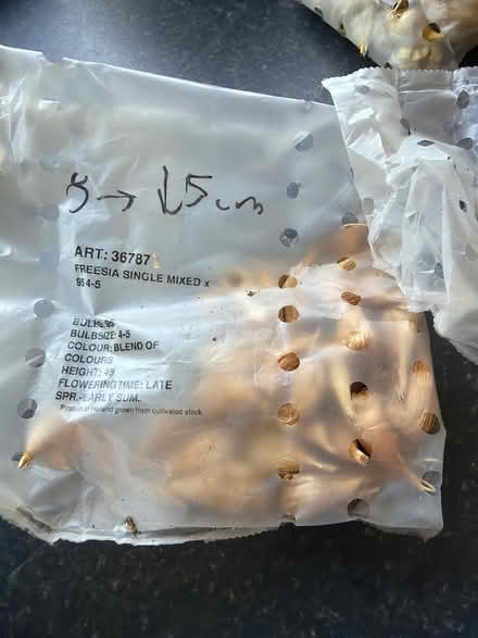 Photo of free Flower bulbs (SG4 hitchin) #1