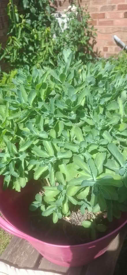 Photo of free Large sedum plant (Malvern WR14) #1