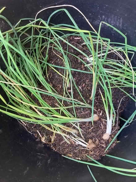 Photo of free Iris Bulbs (Law DD3) #4