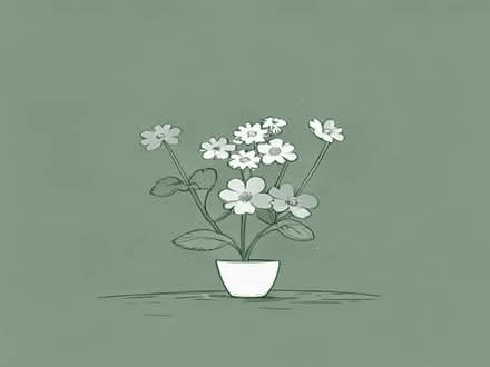 Photo of free Forget me not plants (Southport PR9) #1