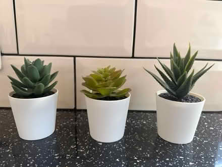 Photo of free Miniature fake succulents (Old Erleigh / Woodley RG6) #1
