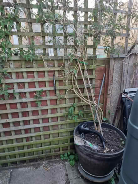 Photo of free Clematis Montana Rubens (Fiveways Brighton) #1