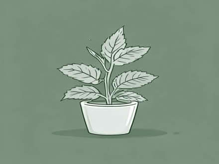 Photo of free Mint plants (Llandrindod LD1) #1