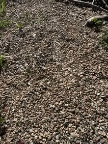 Photo of free Gravel (Ash - GU12) #1