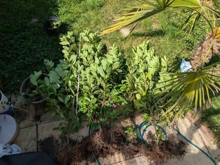 Photo of free 5x Laurels (SE13 Hither Green) #1