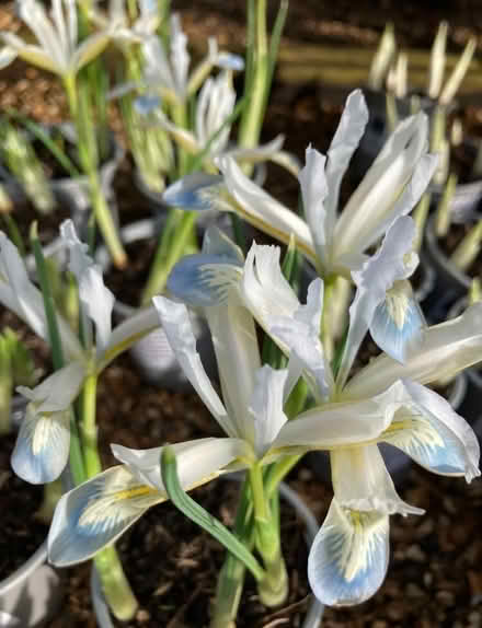 Photo of free Iris Bulbs (Law DD3) #2