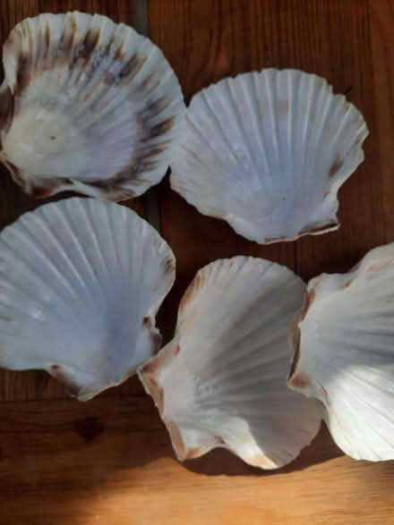Photo of free Scallop shells for decorative reuse (indoors & outdoors) (Earls Barton NN6) #1