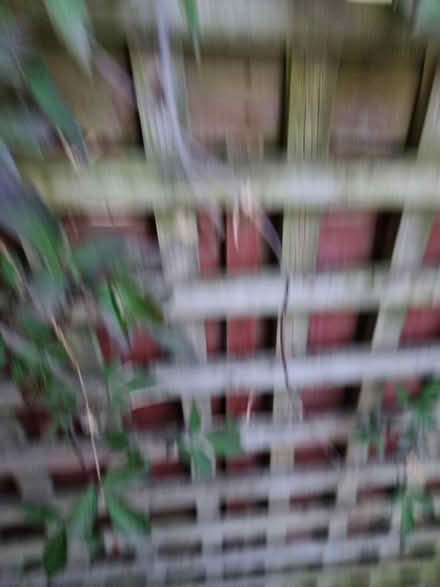 Photo of free Clematis Montana Rubens (Fiveways Brighton) #2