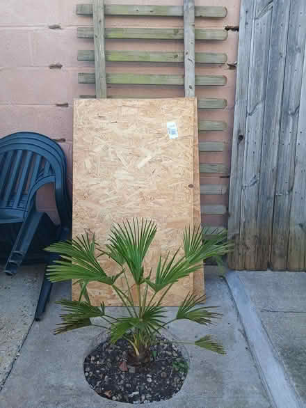 Photo of free Various bits of wood (BS16) #3