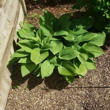 Photo of free Hosta (Woodhouses M33) #2