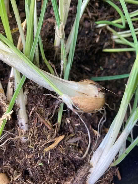 Photo of free Iris Bulbs (Law DD3) #3