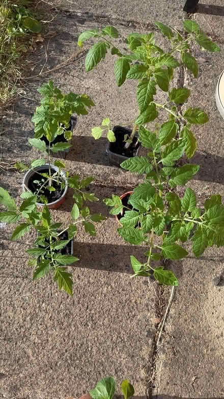 Photo of free Cherry tomato plants (Letchworth SG6) #1