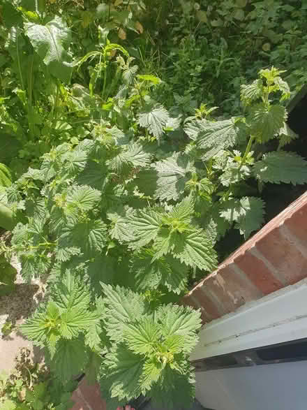 Photo of free Lots of nettles (SK8 Cheadle) #2