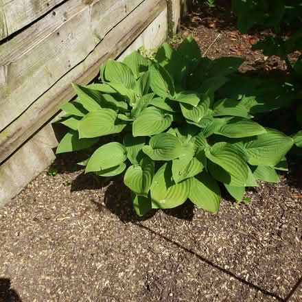 Photo of free Hosta (Woodhouses M33) #1