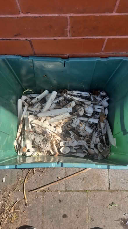 Photo of free Seashells (Southport PR9) #1